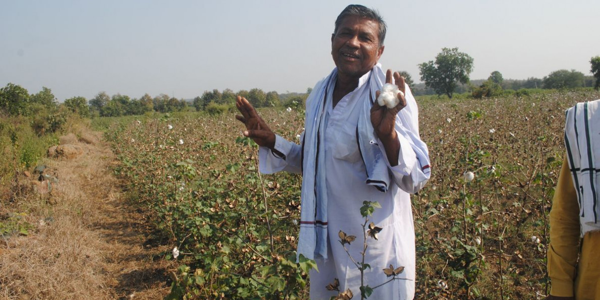 Government slashes Bt Cotton seed price to Rs 740 per packet