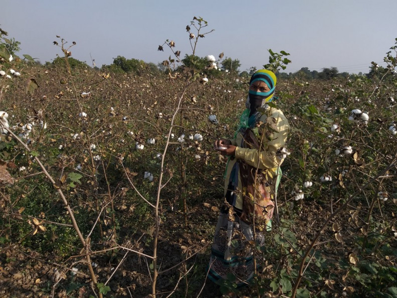 India's second wave may drag down new cotton crop planting