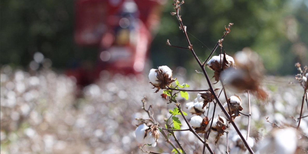 World cotton stocks to rise in 2017-18. But by how much?