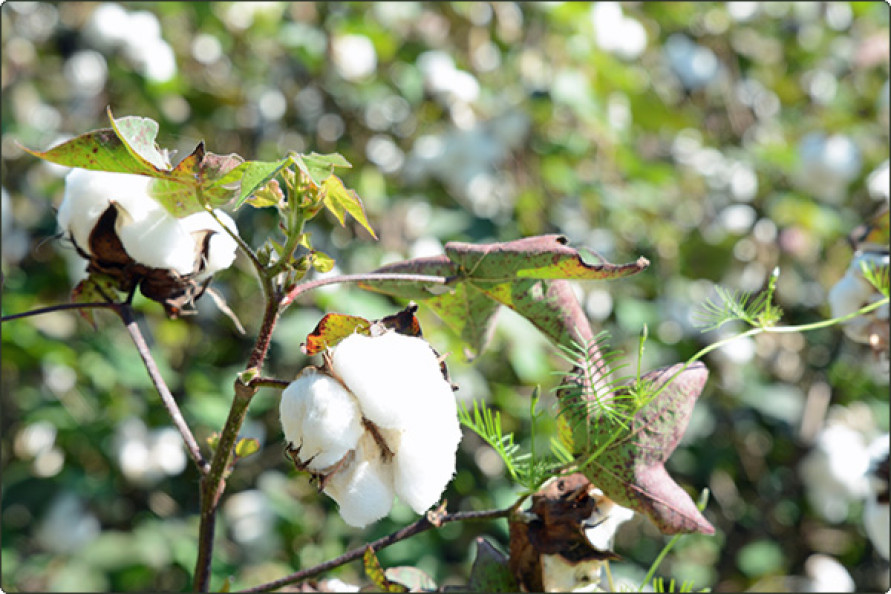 Cotton futures plunge limit down, after US forecasts record yield