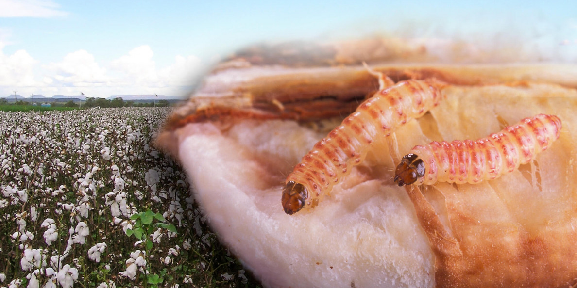 USDA: Pink Bollworm Is No Longer an Economic Threat