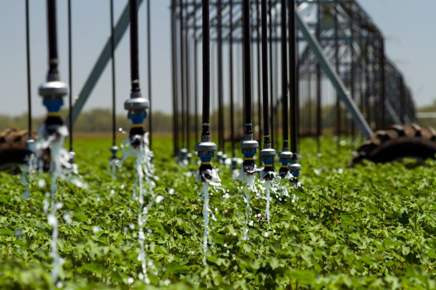 New seeds may help cotton farmers in face of drought, climate change