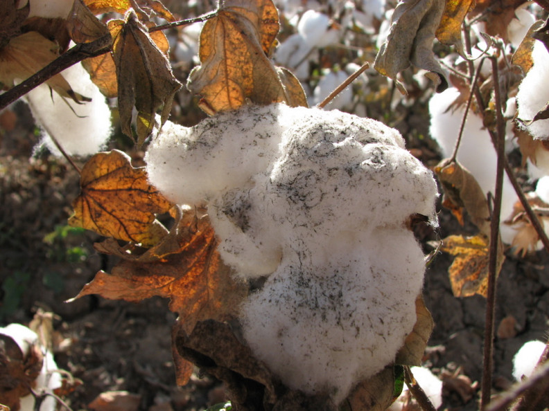 ITMF-ICCTM advances in cotton stickiness testing26