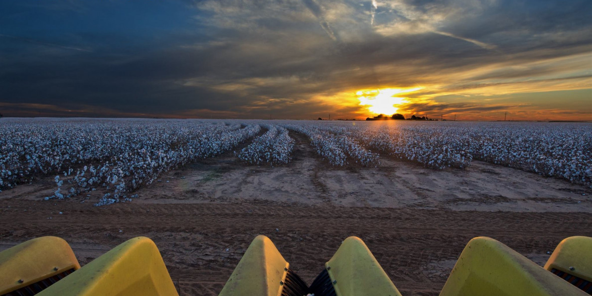 Cotton prices low amid poor market conditions