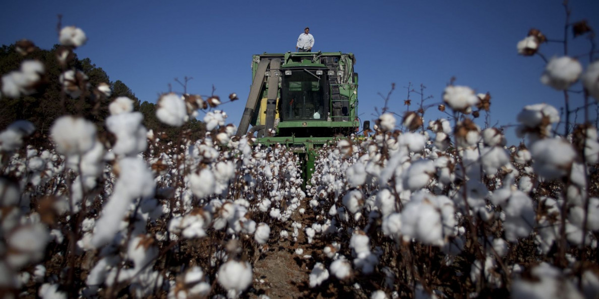 Over 36 Major Brands Pledge to Achieve Sustainable Cotton by 2025