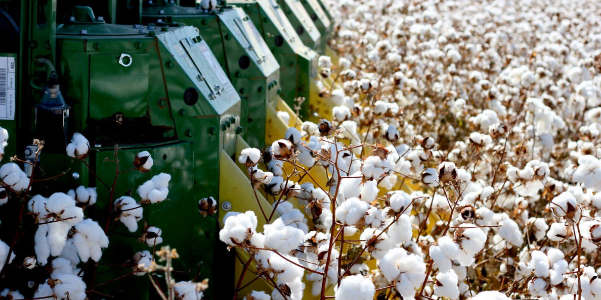 Barchart: Cotton Closes Thursday Higher