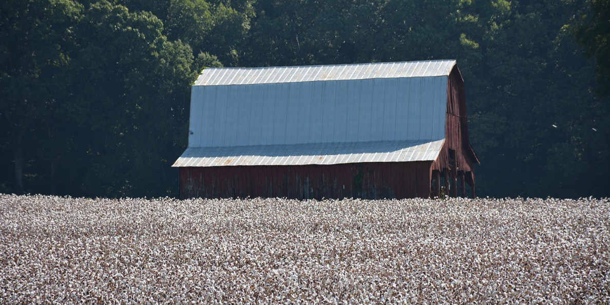 Thompson On Cotton: Tuning Out Gnats And Trade Rhetoric – Hard To Do
