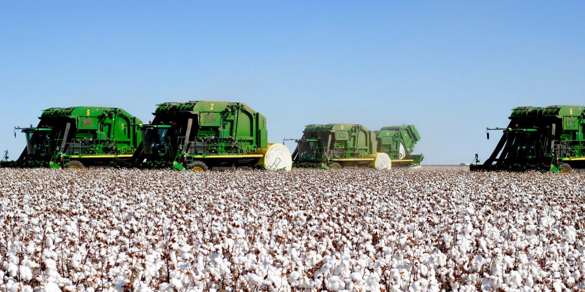 U.S. Cotton Output Undercut by Rally in Grains