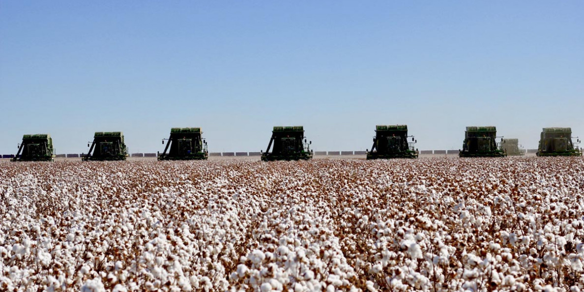 COTTON SPIN: Big cuts to U.S. cotton production and stocks