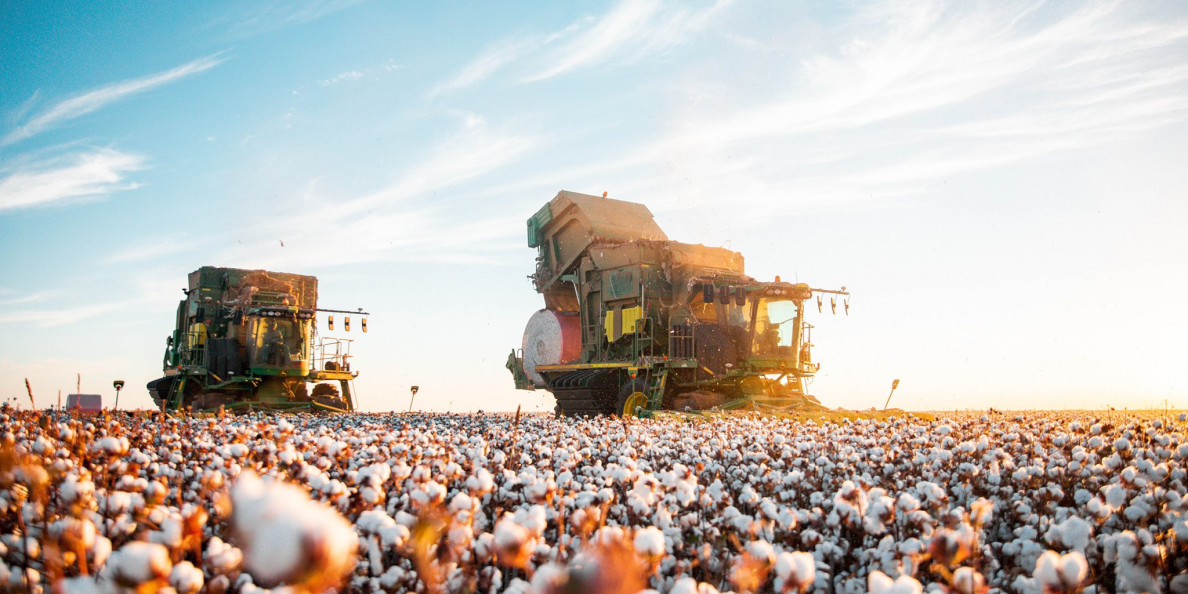 USDA Refining of Forecasted U.S. Cotton Production