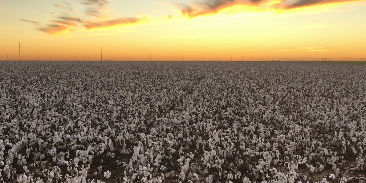New GMO cotton variety could boost yields while thriving under drought conditions