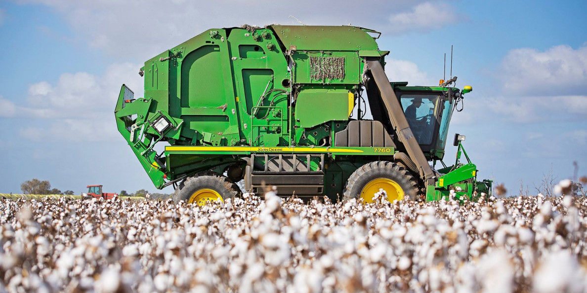 Alabama cotton figures in crop’s resurgence