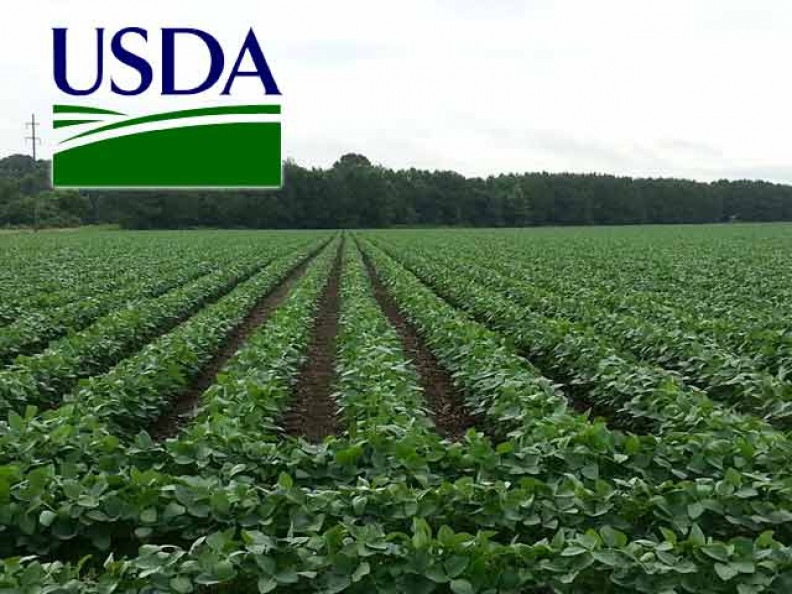 Cotton Highlights from April WASDE Report