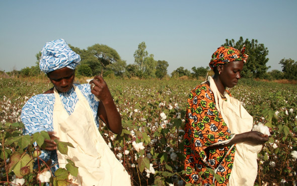 Brazil to boost partnership with Kenya in cotton production