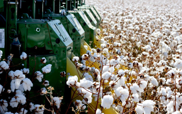 Barchart: Cotton Fall to Weakness on Thursday