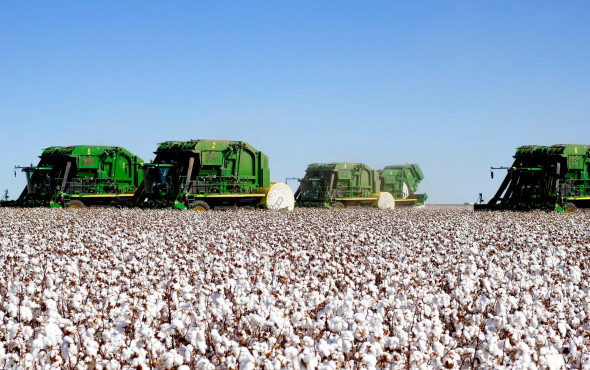 Usda: Total Planted Cotton Acres Climb To 11.7 Million In 2024