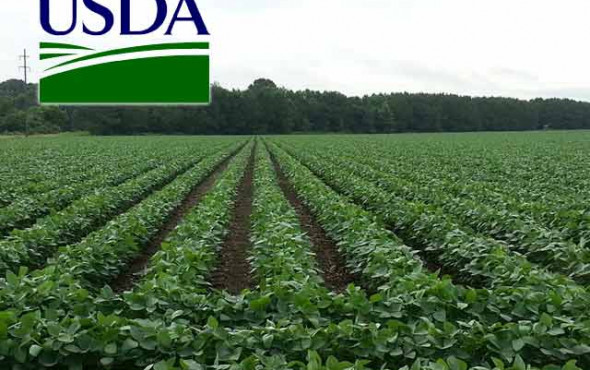 Wasdwe Wasde Report 2024 , USDA WASDE REPORT – VJTUMA