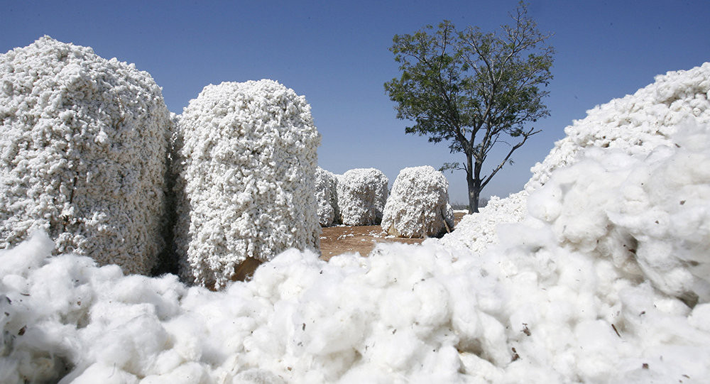 Azerbaijan eyes to increase purchase price for raw cotton