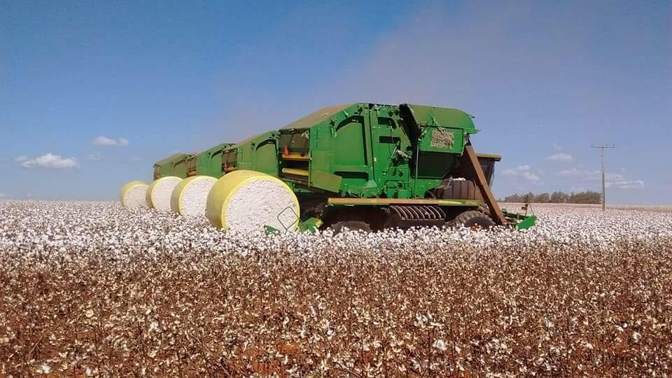 Brazil farmers forced to replace soy with cotton as dry weather takes toll