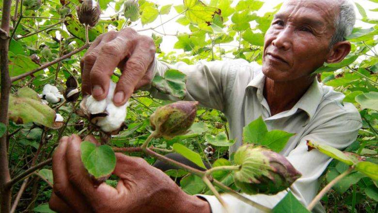 China firm to invest ‘millions of dollars’ in Cambodia's cotton industry