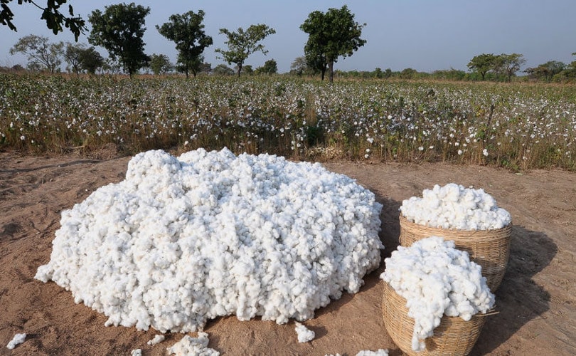 Ethiopia Launches 15-Year Cotton Development Strategy