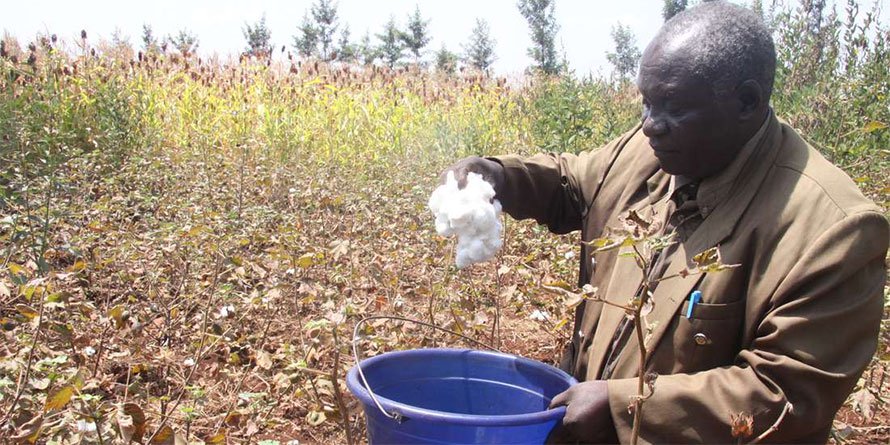 Kenya’s first crop of GMO Bt insect-resistant cotton ready for harvest