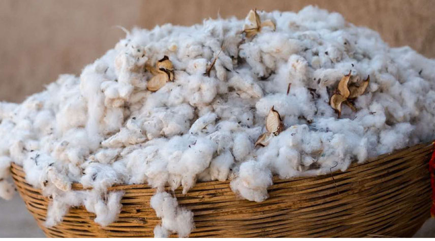 Organic cotton production reaches highest level in eight years