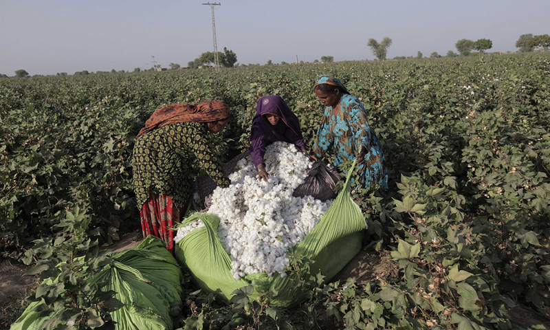 Cotton yield in Pakistan touches record low