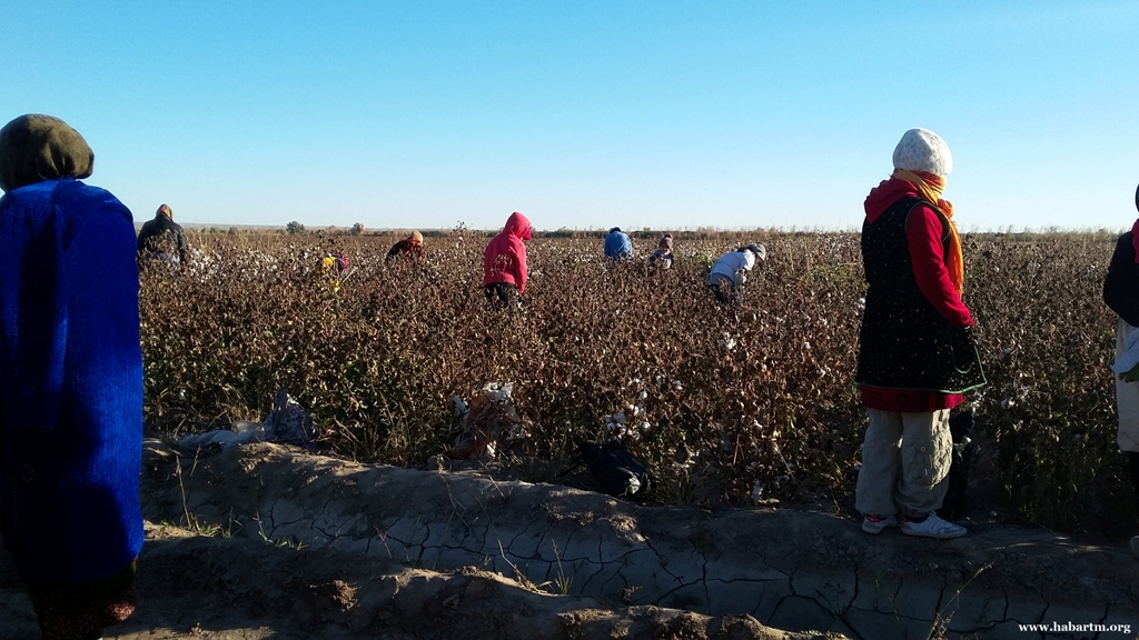 Turkmenistan preparing for cotton harvest