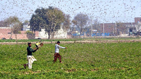 New wave of locusts raises fear for summer crops in India