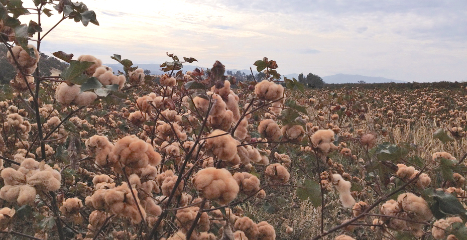 Azerbaijan plans to grow new varieties of colored cotton