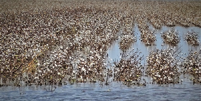 Hurricane Hanna Slams South Texas Cotton