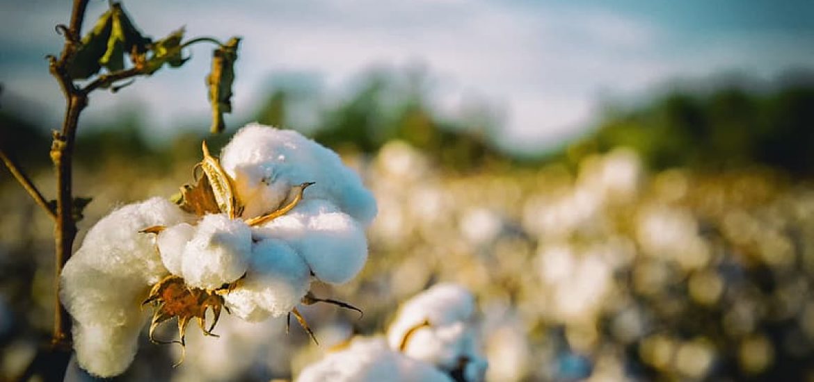 U.S. Cotton Trust Protocol Annual Report: Increased Acreage, Improved Environmental Performance