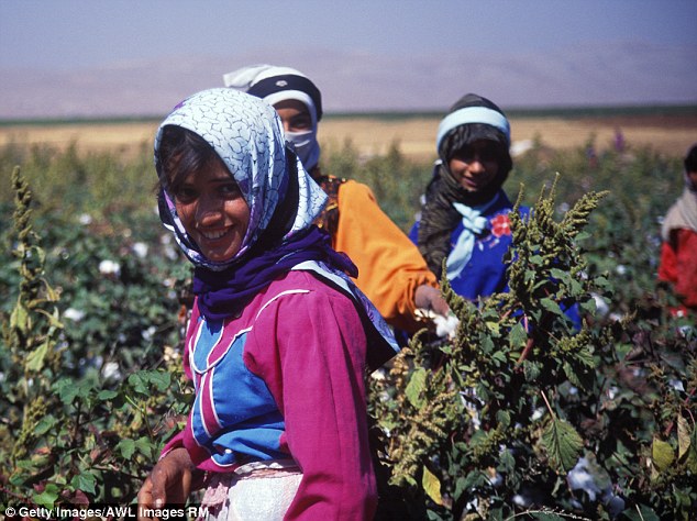 Syrian cotton industry recovering to pre-war levels